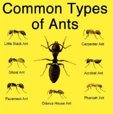 Texas Ant Identification Chart