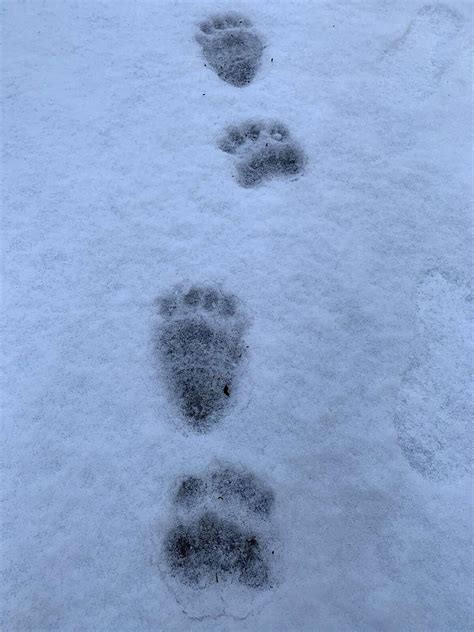 Bear Footprints In Snow