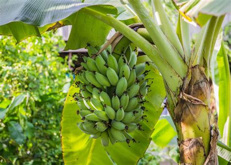 How to grow a banana tree 🌱 🍌 Step into the world of tropical gardening