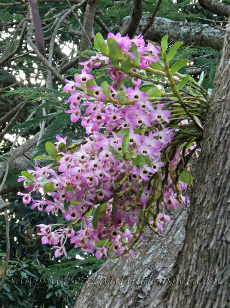 Snapshots of Beauty: THE ORCHID TREE UP THE ROAD...