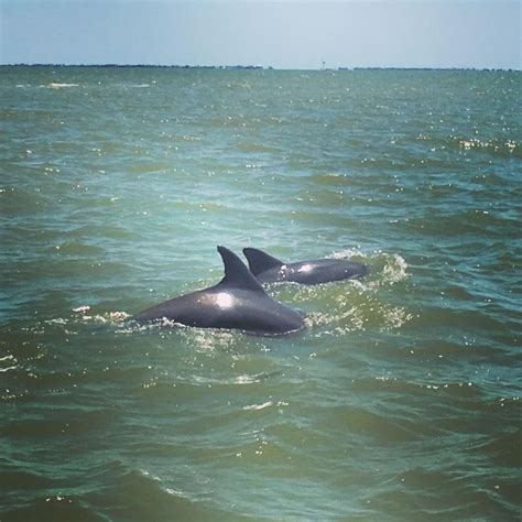 Galveston | Beach life, Galveston, Water activities