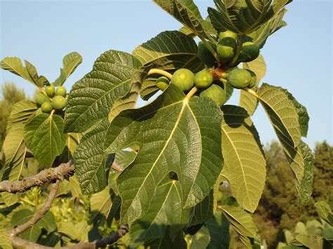 Fig Tree Figs Fruits · Free photo on Pixabay