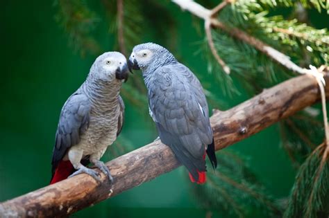 All You Need to Know About Taking Care of African Grey Parrots