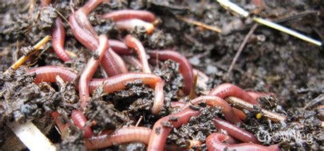 Worm Composting: How to Make a Wormery