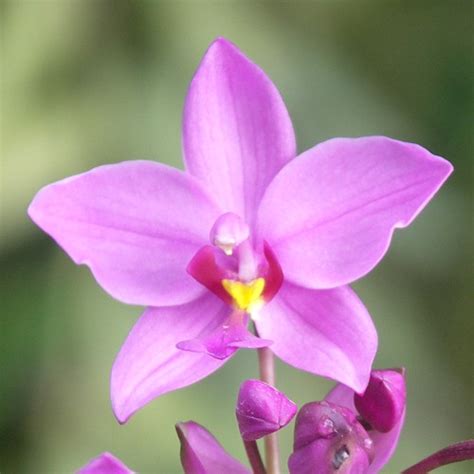 National Flower of Singapore | Singapore Orchid Flower of Singapore ...