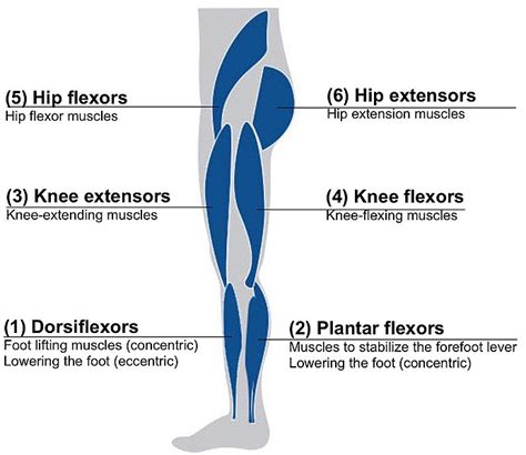 What is the Difference Between Hip Flexor and Groin Strain | Compare the Difference Between ...