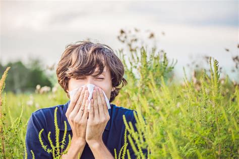 Best remedies for hay fever and allergies in the UK