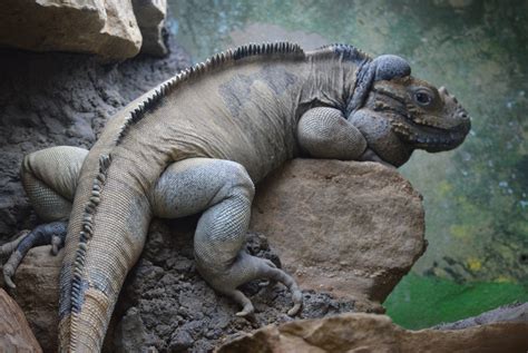 Rhinoceros Iguana – Utica Zoo