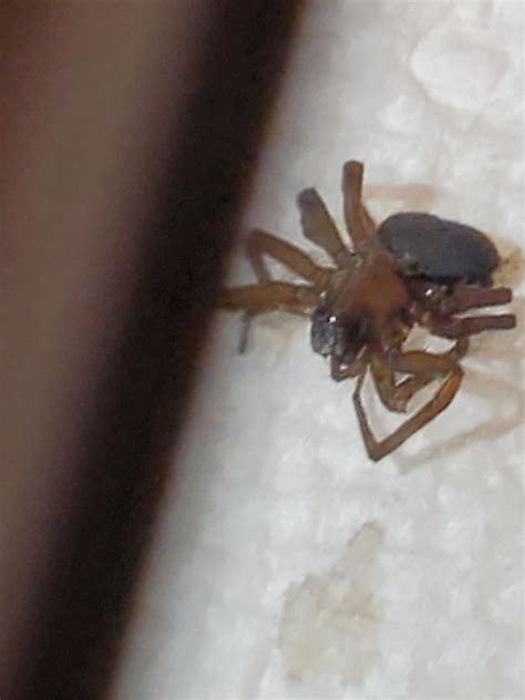 Just got bit. Anyone know what it is? I live in florida : r/spiderbites