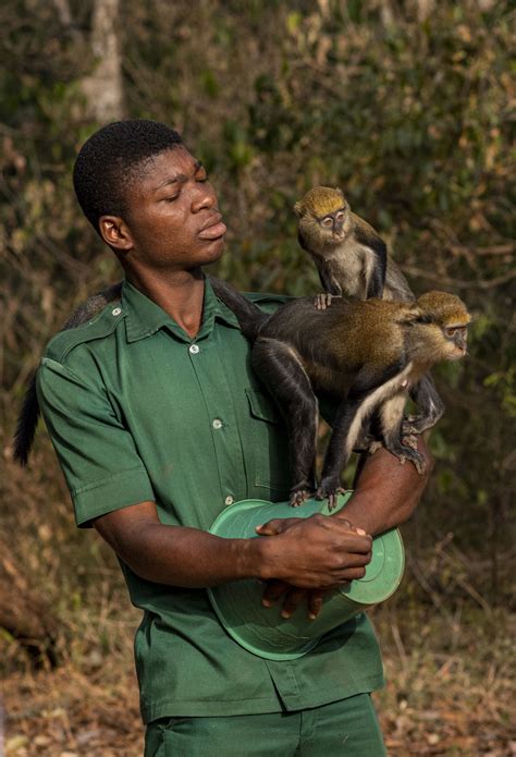 Ghana's Sacred Monkeys - bioGraphic