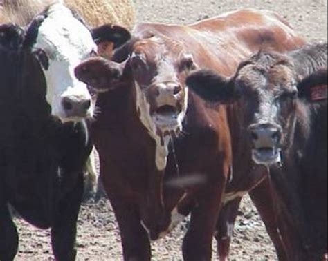 Heat stress in cattle: Recognizing the signs and tips to keep your ...