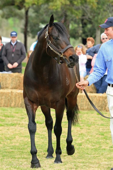 Impressive Godolphin Debutant in Tokyo has an Australian Connection | Breednet