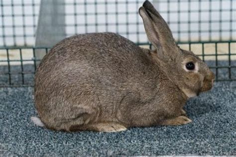 Getting To Know Agouti Rabbits and The Nature of Their Color | Here Bunny