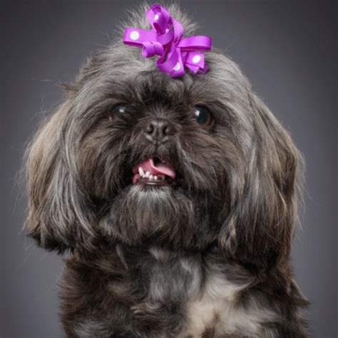 Shih Tzu Colors - Coat Patterns & Rare Colorings