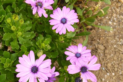 A not so simple garden: Osteospermums in the Garden, and Don't Always ...