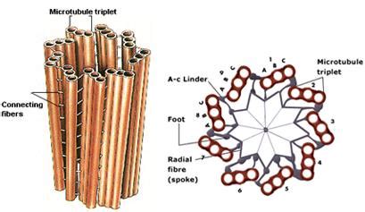 Knowledge Class: Centrioles: Structure, Composition, and Role in Cell ...