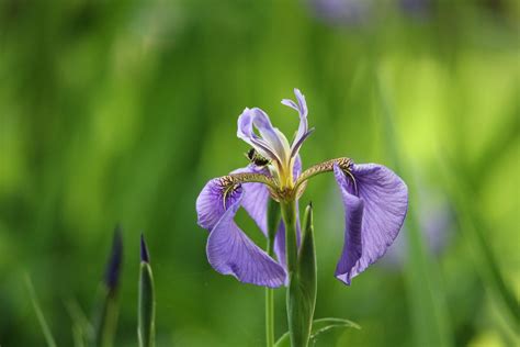 Blue Flag Iris – The Native Plant Gardener