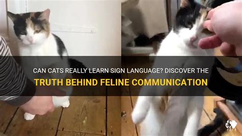 Can Cats Really Learn Sign Language? Discover The Truth Behind Feline Communication | PetShun