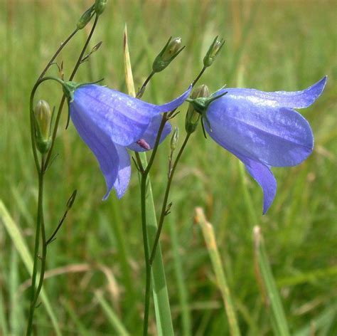 Scotland Harebell Bluebell Campanula rotundifolia - 50 Seeds