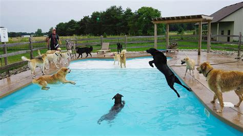 This Is What A ‘Pool Pawty’ At A Dog Daycare Center Looks Like | Bored Panda