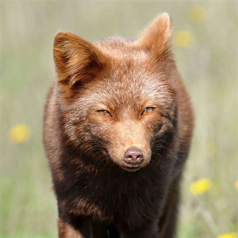 brown fox | Wild animals photography, Pet fox, Cute animal pictures