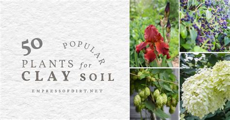 50 Plants for Clay Soil (Flowers, Shrubs, and Trees)