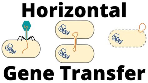 18 Surprising Facts About Horizontal Gene Transfer - Facts.net