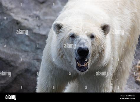 Polar bear teeth hi-res stock photography and images - Alamy