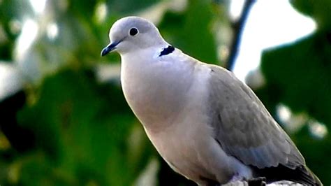 Natural Dove bird sounds - YouTube