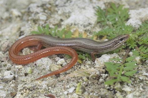 USFWS Proposes Protections For Florida Keys Mole Skink - Reptiles Magazine