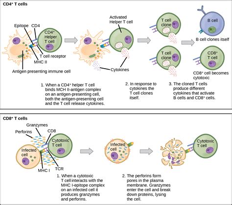 Adaptive Immune Response | OpenStax Biology 2e