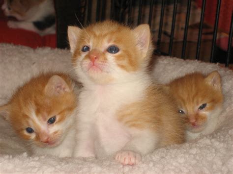 Orange kittens by hqqnW, via Flickr