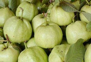 Guava Farming Project Report, Cost and Profit Analysis | Agri Farming