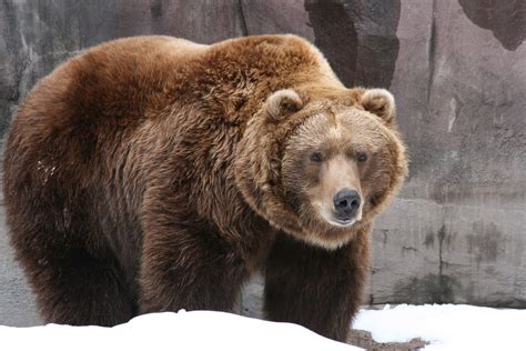 10 Facts About Grizzly Bears - Some Interesting Facts