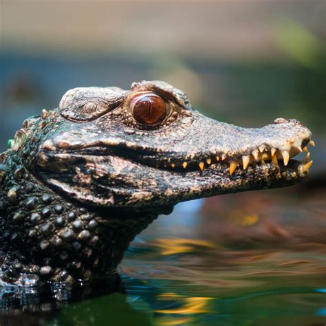 Cuvier's Dwarf Caiman (Paleosuchus palpebrosus) | about animals