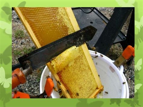 Week Six – Harvesting Honey from Your Bee Hive