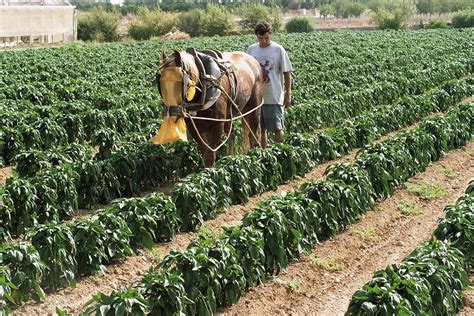 😂 Characteristics of agricultural society. Origins of agriculture. 2019-01-12