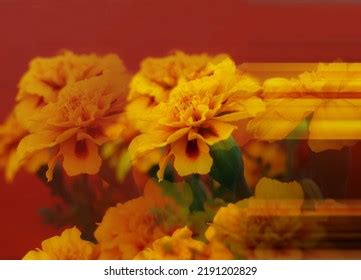 Yellow Orange Flower French Marigold Wallpaper Stock Illustration 2191202829 | Shutterstock