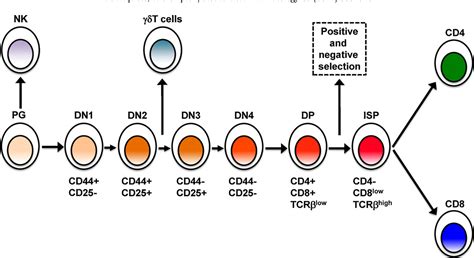 Figure 1 from CD3+CD4-CD8- (double negative) T cells: saviours or ...