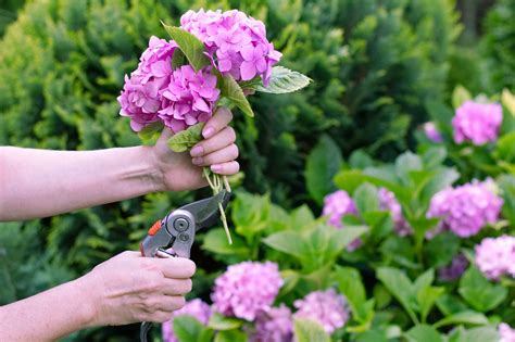 Tips For Hydrangea Pruning