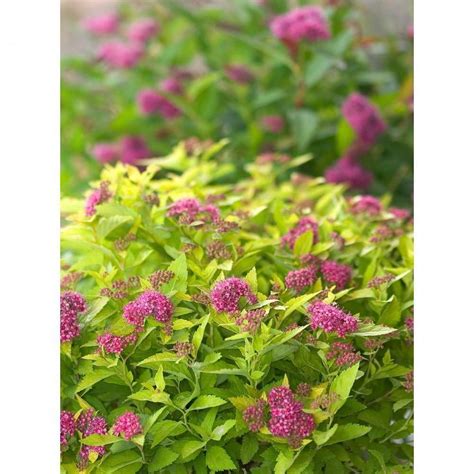 Double Play Gold Spirea (Spiraea) Live Shrub, Pink Flowers with Green and Yellow Foliage, 3 Gal ...