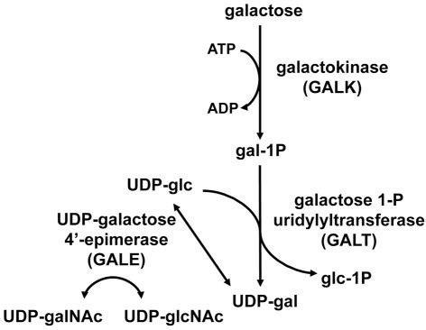 The Leloir pathway of galactose metabolism.UDP-galactos | Open-i