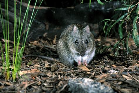 Endangered Gilbert's potoroo given helping hand by citizen scientists - ABC News