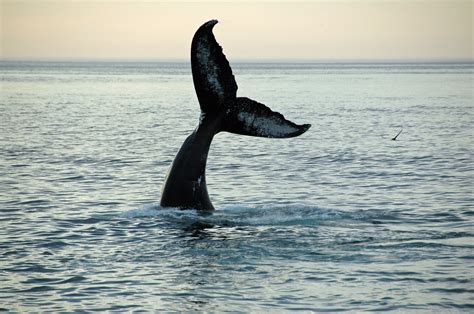 Provincetown Whale Watching