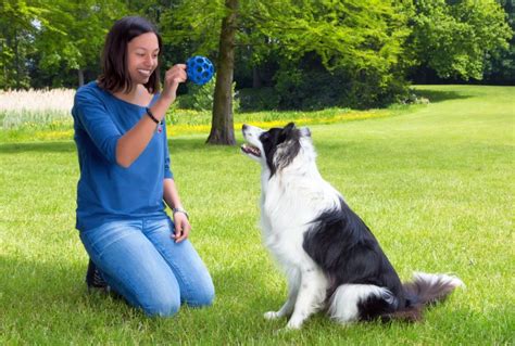 8 Dog Training Games to Teach Essential Skills!