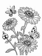 Zinnia coloring Pages sketch template