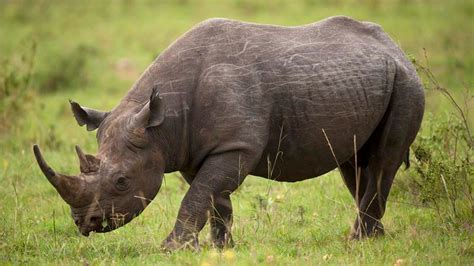 World Wildlife Fund Donors Receive Refund After Western Black Rhino ...