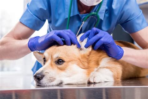 Dog Ear Bleeding: Causes & Treatment | Plains Vets