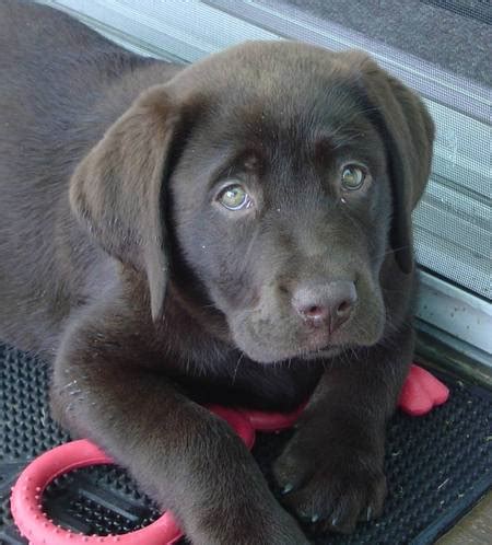 Chocolate Lab Puppies