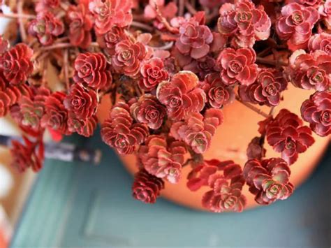 Phedimus spurius (Sedum spurium) 'Dragon's Blood' | World of Succulents